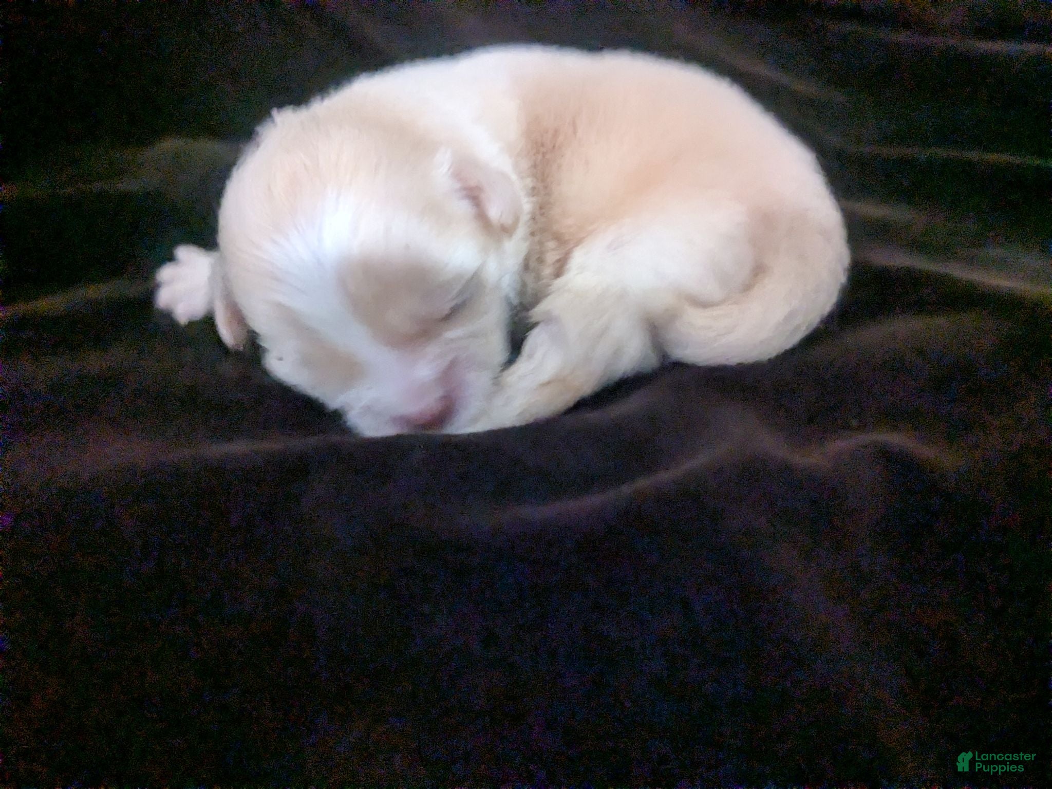 Chihuahua dogs Lisa Marie LC Apple Head  - Ad 3
