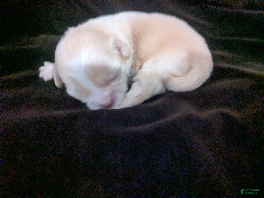 Chihuahua dogs for sale: Lisa Marie LC Apple Head  - Ad 1