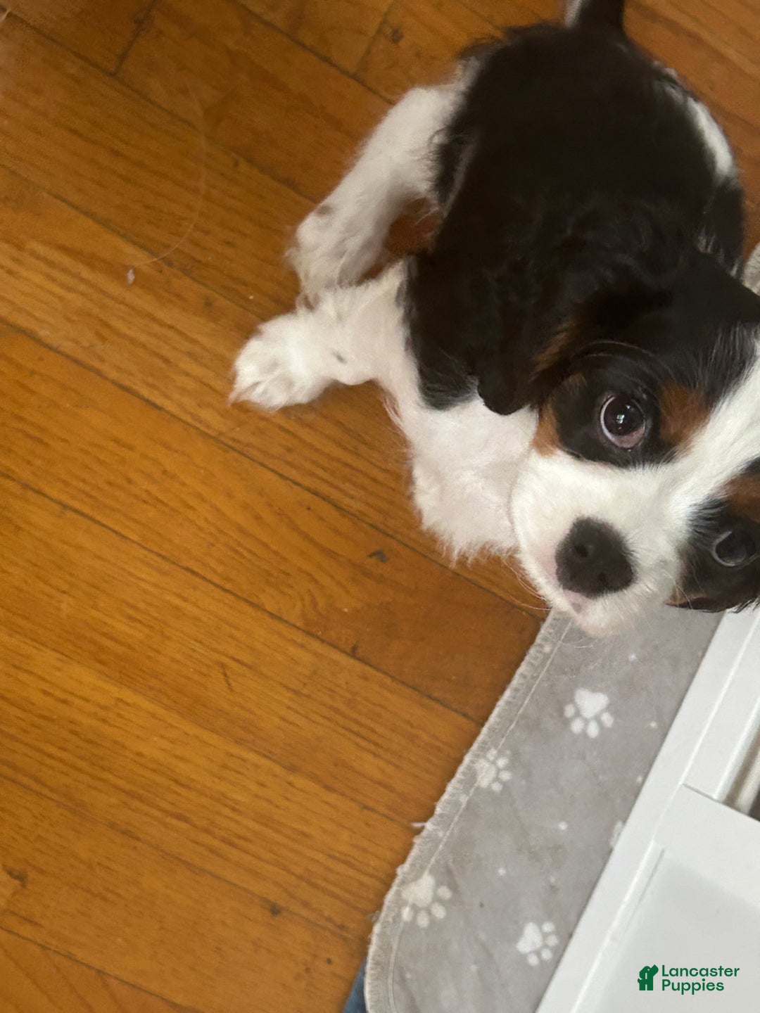 Cavalier King Charles Spaniel dogs for sale: Cavalier King Charles Spaniel Puppy 1 - Ad 8
