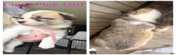 Welsh Corgi Pembroke dogs for sale: Lilly - Ad 1