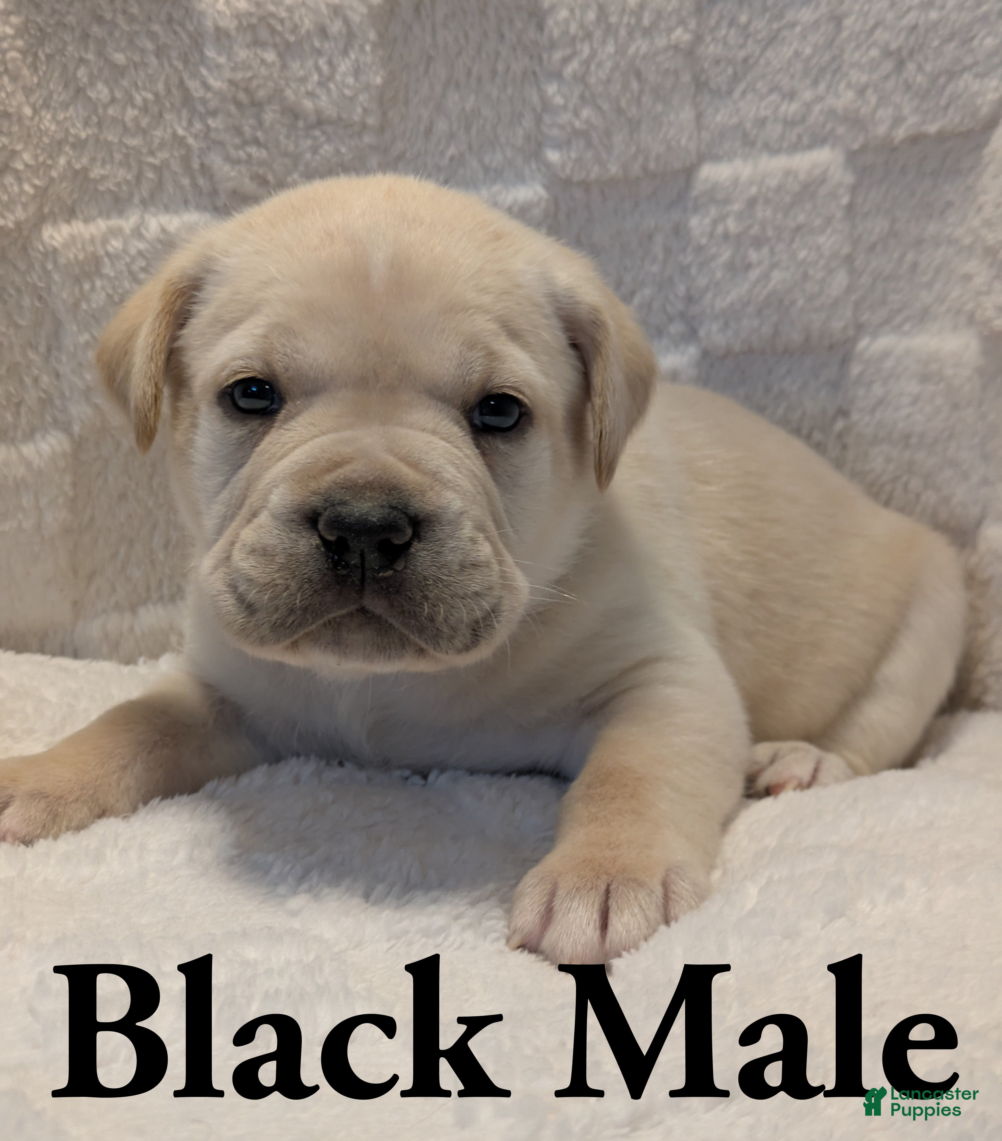 Cane Corso dogs Black  - Ad 19