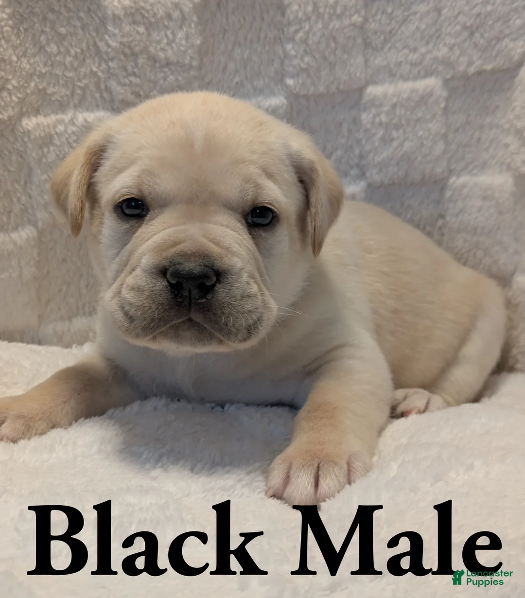 Cane Corso dogs for sale: Black  - Ad 1