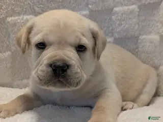 Cane Corso dogs Black - Ad 19