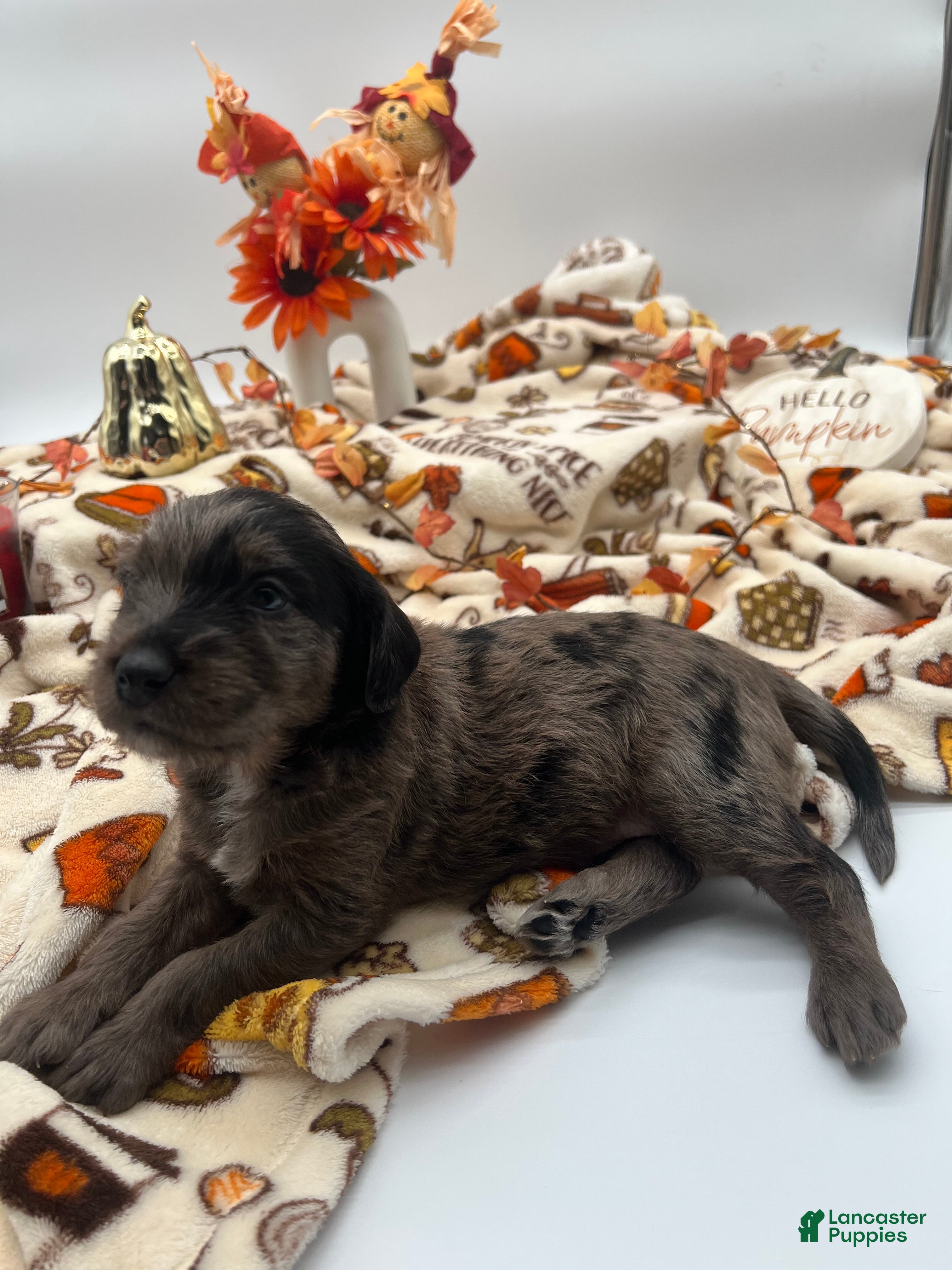 Labradoodle dogs Maverick  - Ad 2