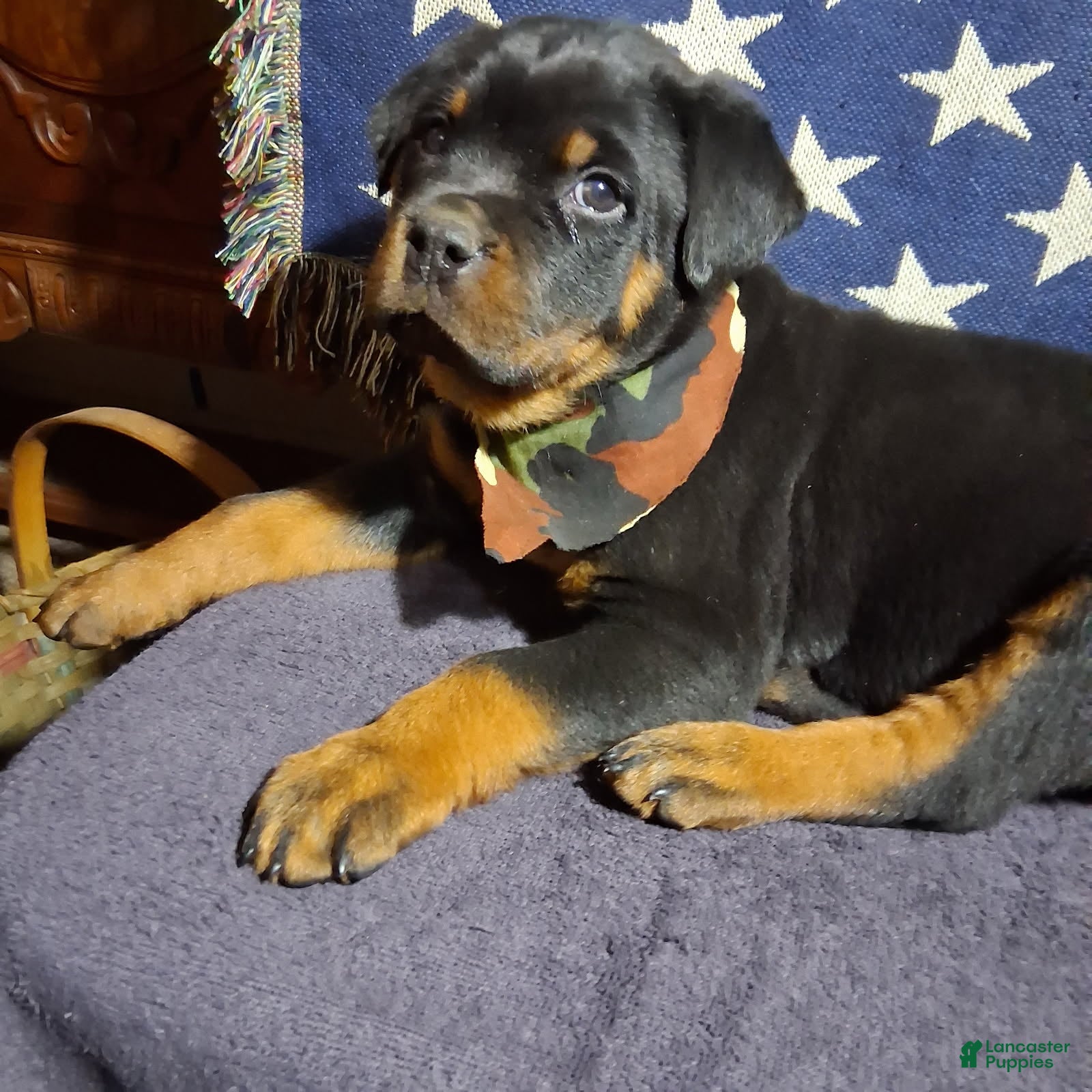 Rottweiler dogs Rottweiler Puppy 1 - Ad 9