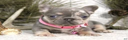 French Bulldog dogs for sale: Twinkle - Ad 2