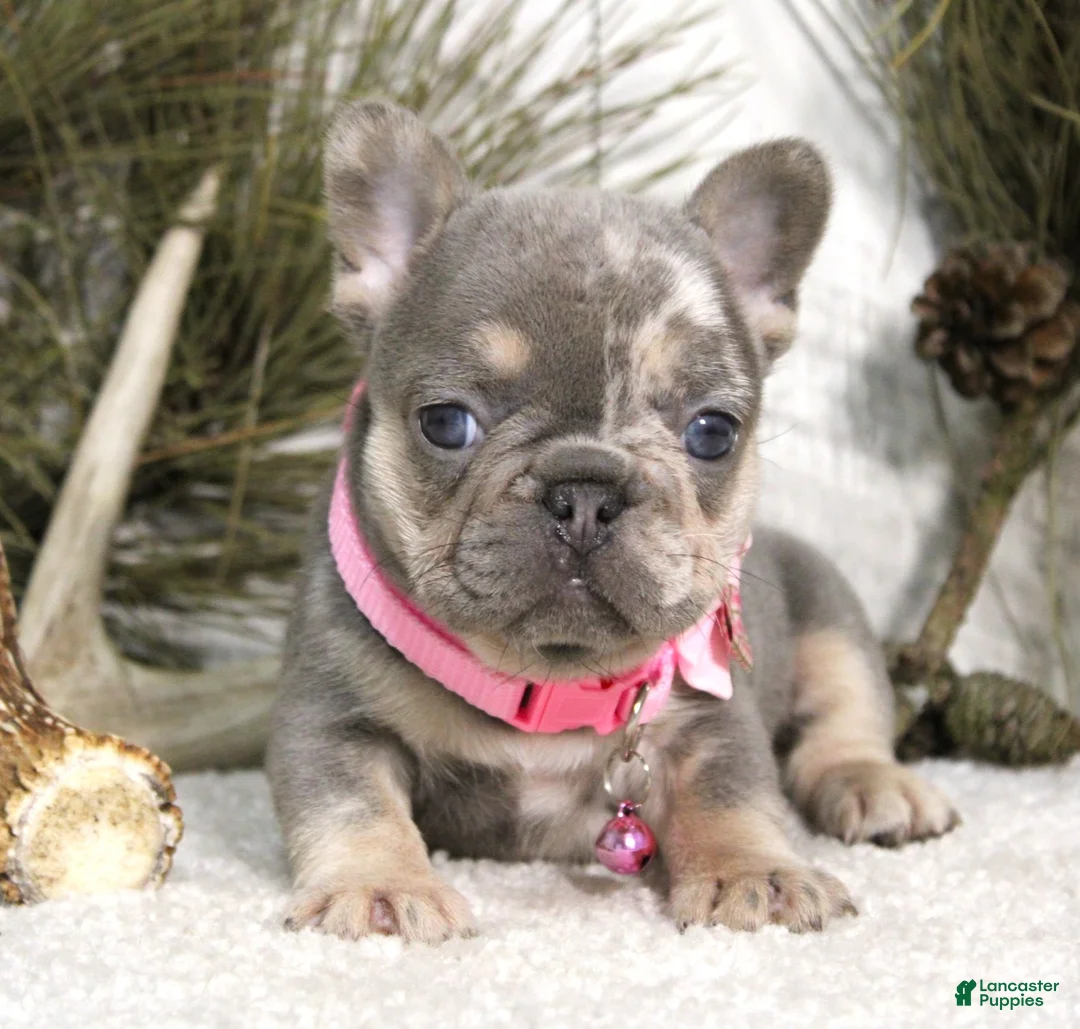 French Bulldog dogs for sale: Twinkle - Ad 2