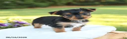 Yorkshire Terrier dogs for sale: Daisy - Ad 3
