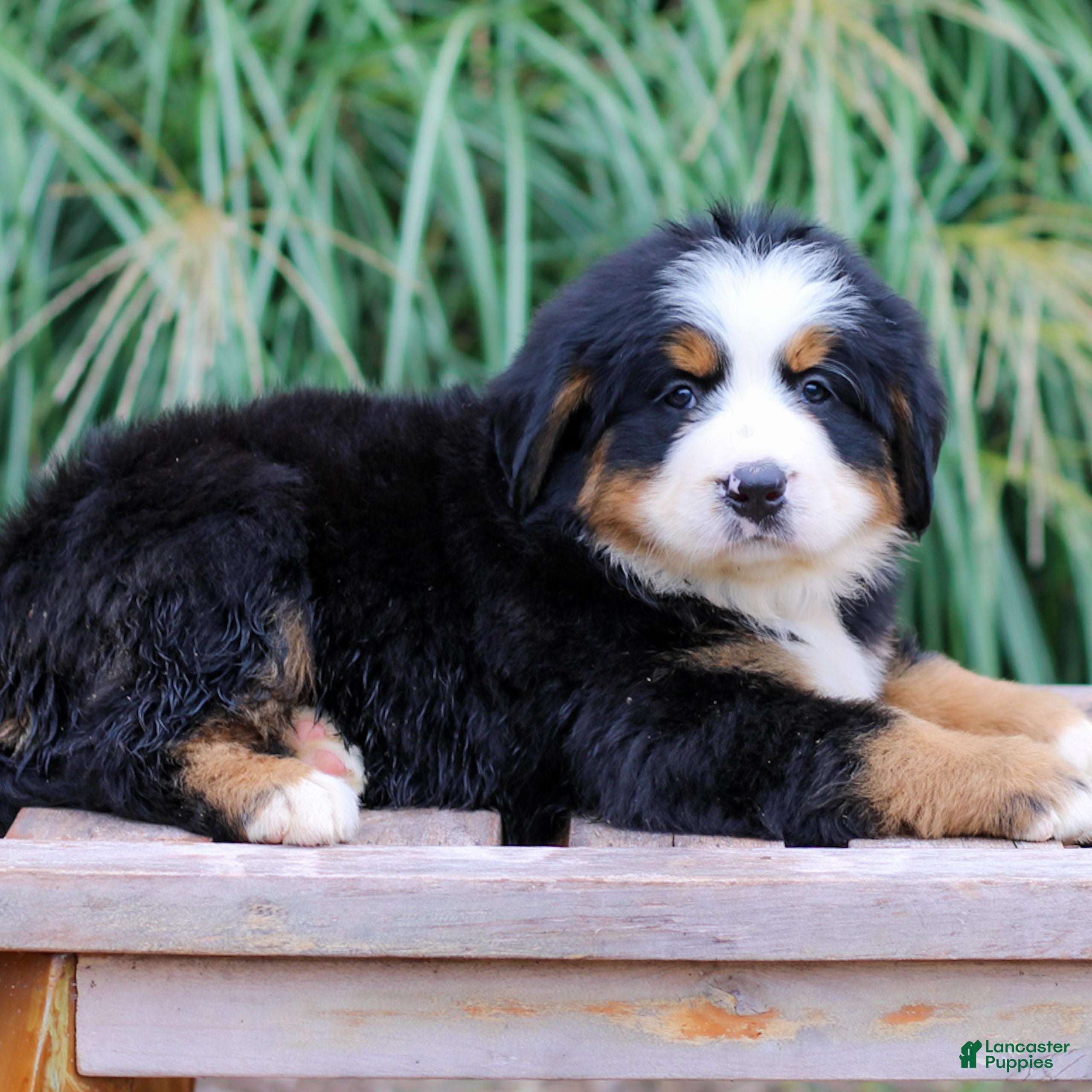 Dog Grooming Teddy Bear Standard Poodle Cut Standard Poodle