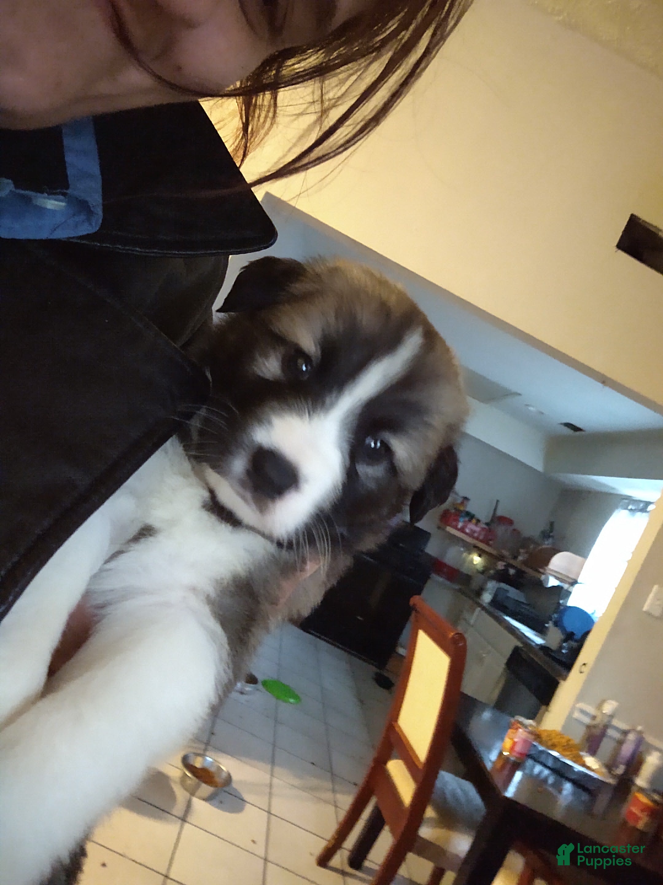 Mixed Breed dogs Brownee Boy - Ad 30