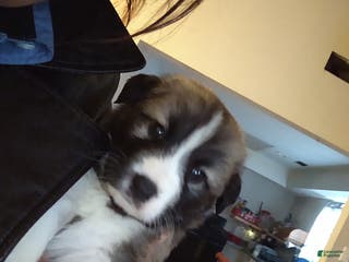 Mixed Breed dogs Brownee Boy - Ad 30