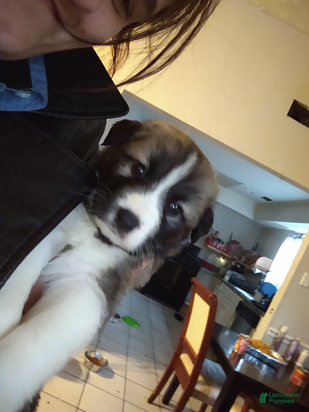 Mixed Breed dogs for sale: Brownee Boy - Ad 1