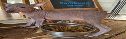 Xoloitzcuintle dogs for sale: Xoloitzcuintle Male Mini  - Ad 4