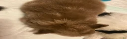 Pomeranian dogs for sale: Pomeranian 3 - Ad 6
