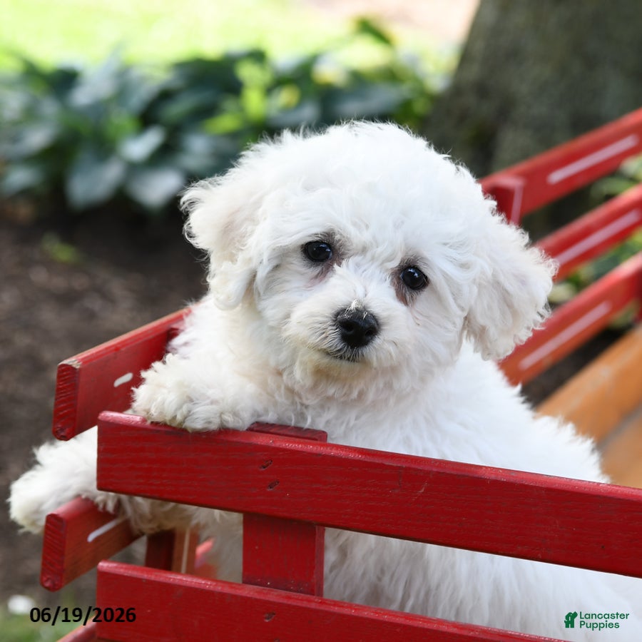 Bichon Frise dogs Captain  - Ad 1