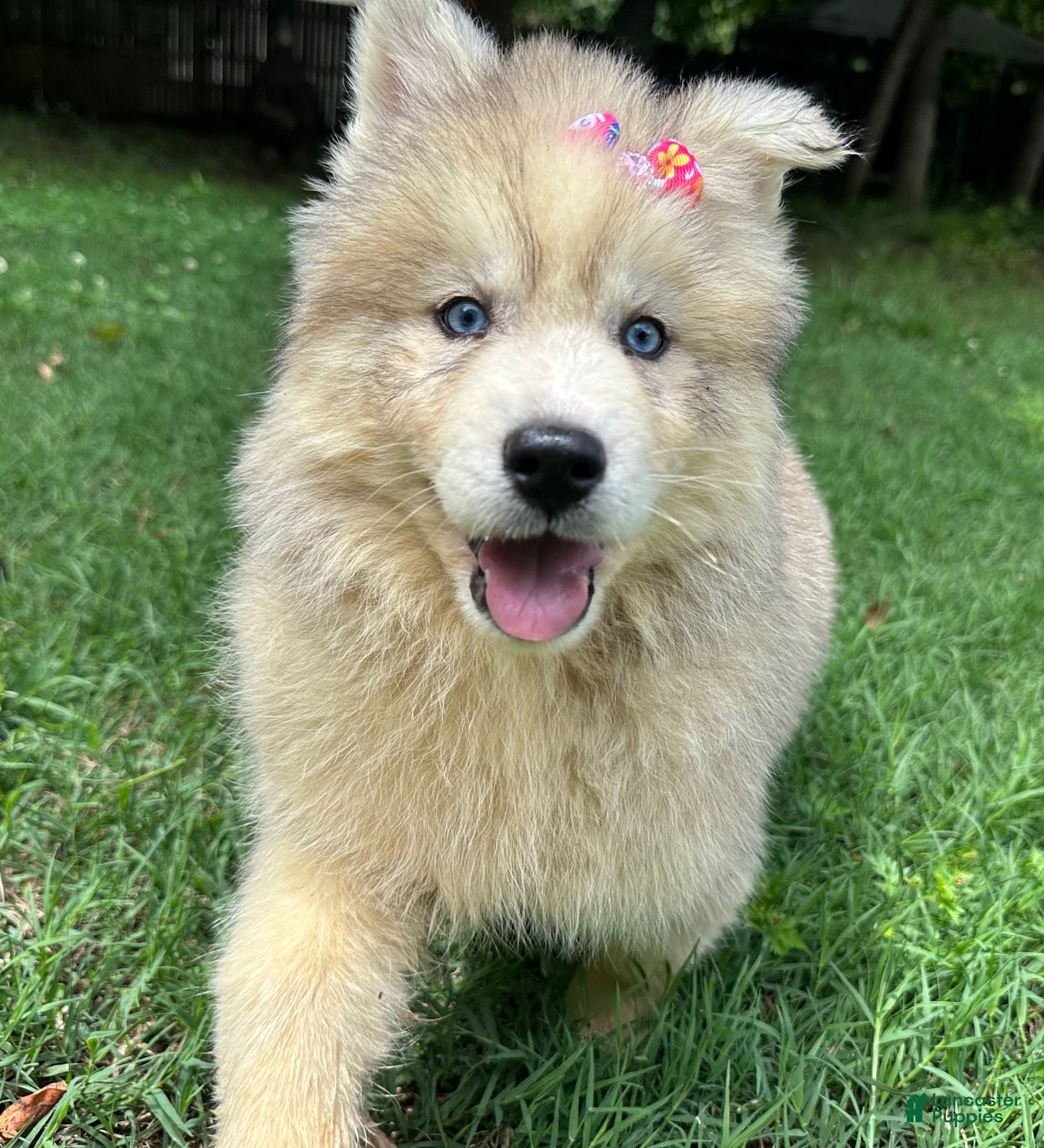 Siberian Husky dogs ROMANiA - Ad 1