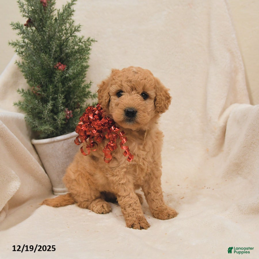 Goldendoodle dogs Raccoon - Ad 5