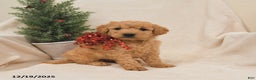 Goldendoodle dogs for sale: Raccoon - Ad 1