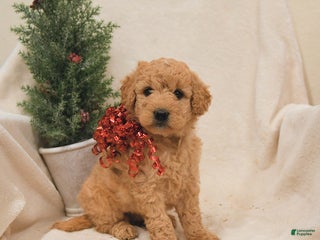 Goldendoodle dogs Raccoon - Ad 21