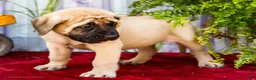 English Mastiff dogs for sale: Morley - Ad 4
