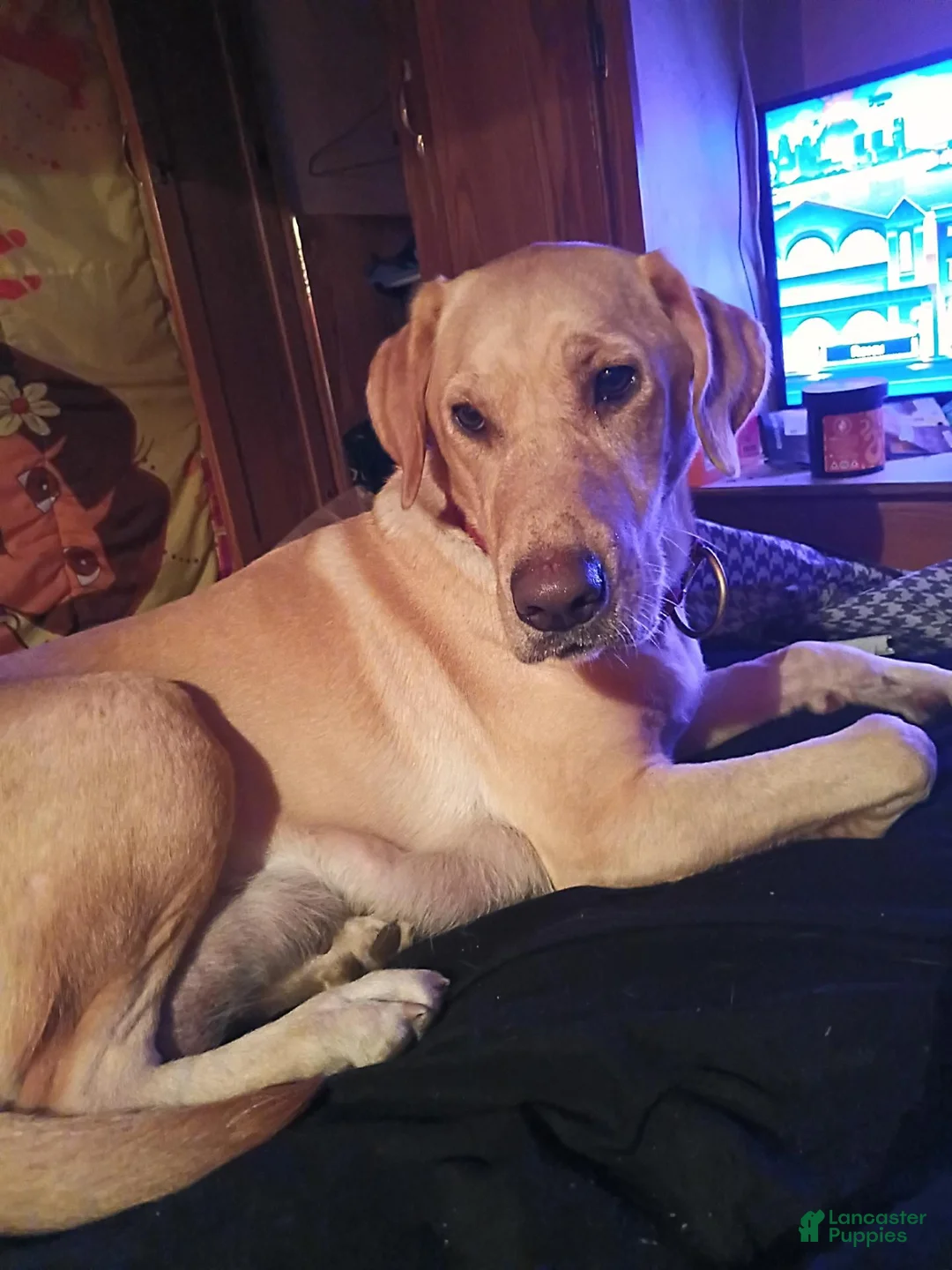 Labrador Retriever dogs for sale: Labrador Retriever 10 - Ad 2