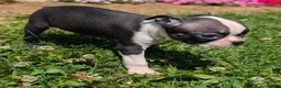Boston Terrier dogs for sale: Toasted Marshmallow - Ad 4