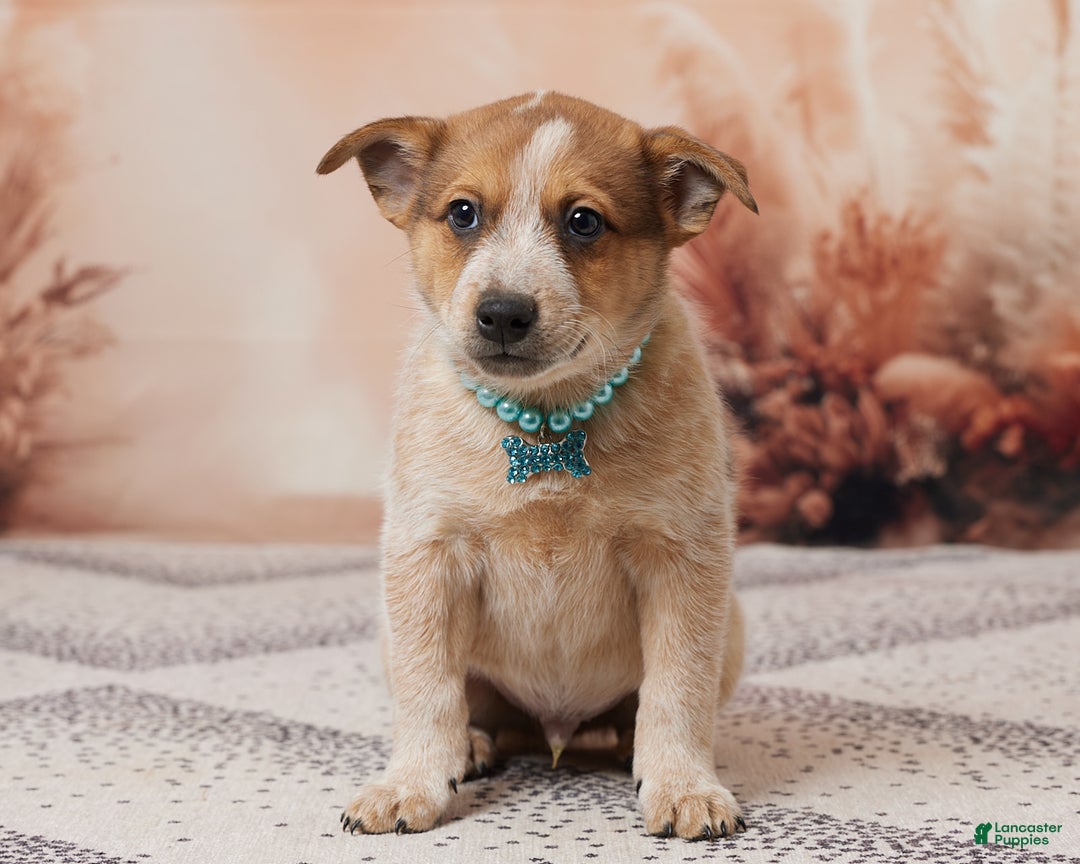 Australian Cattle Dog dogs for sale: Rocky - Ad 1
