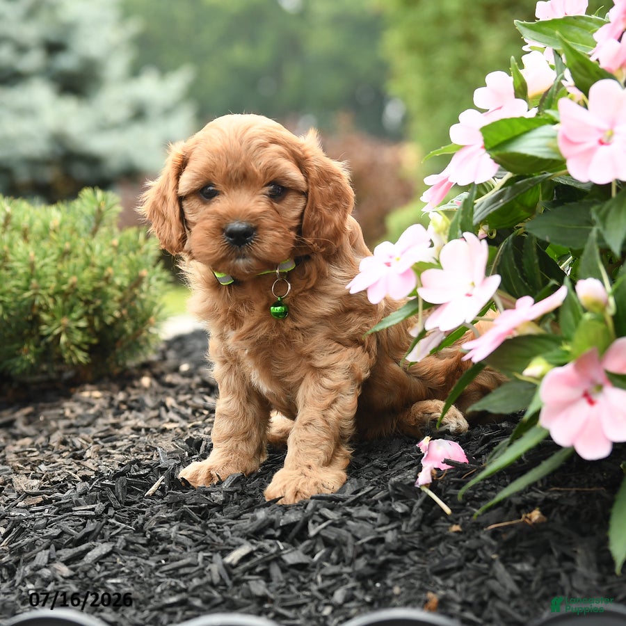 Cavapoo dogs Glory - Ad 1