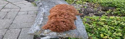 Cavapoo dogs for sale: Henry - Ad 25