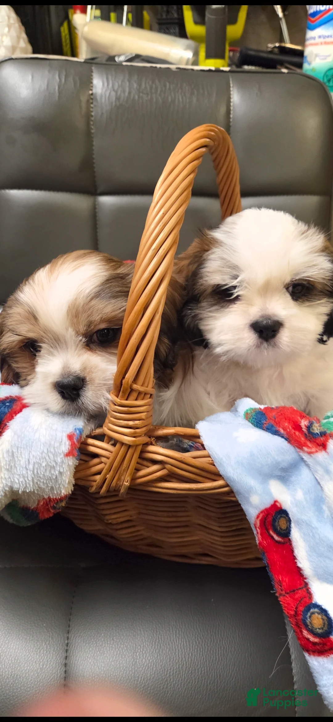 Shih Tzu dogs for sale: Shih Tzu Puppy 1 - Ad 3