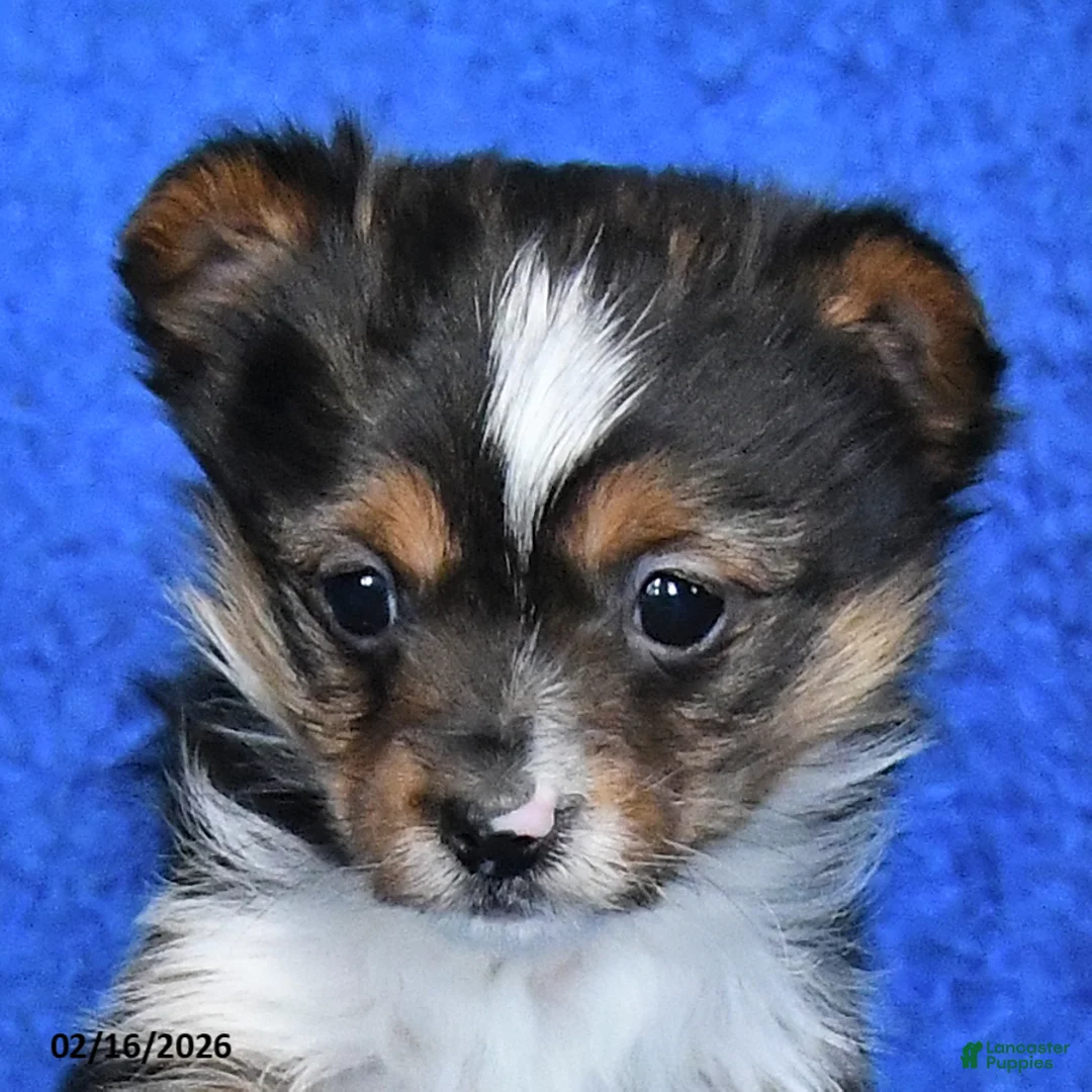 Mixed Breed dogs for sale: Sportie - Ad 3