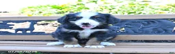 Mini Bernedoodle dogs for sale: Lucy - Ad 3