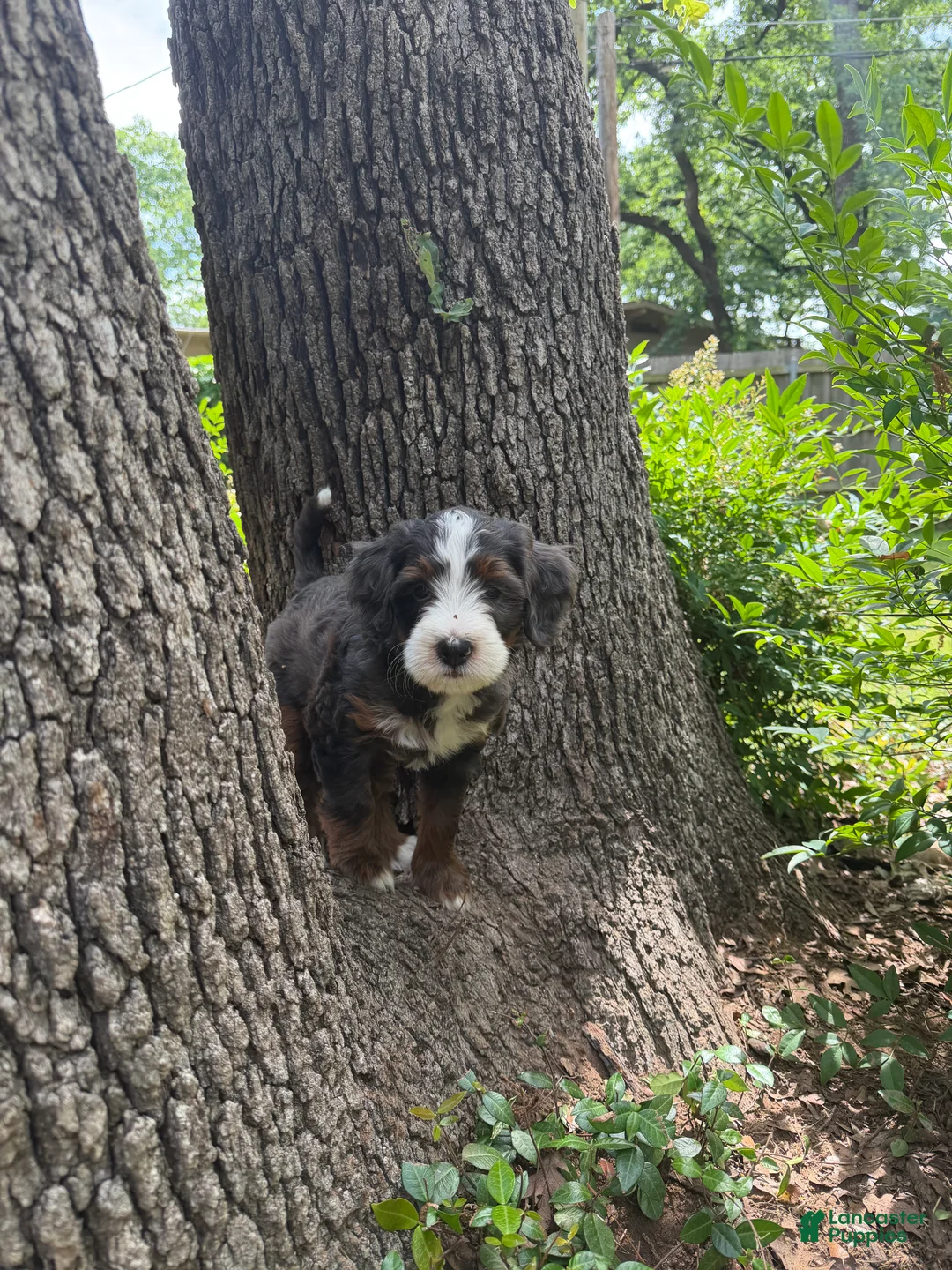 Mini Bernedoodle dogs for sale: Benny - Ad 2