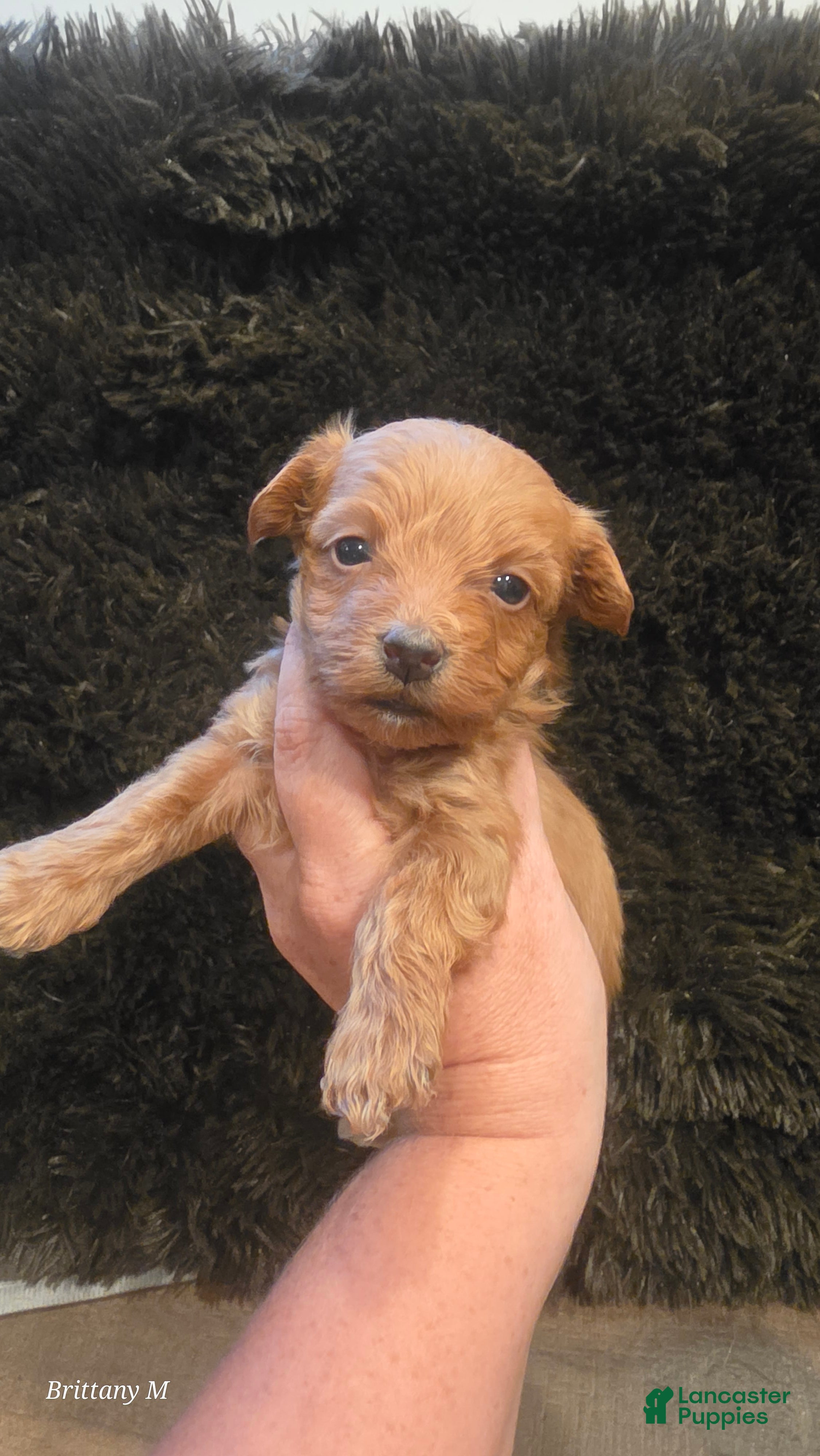 Yorkiepoo dogs Yorkiepoo 6 - Ad 5