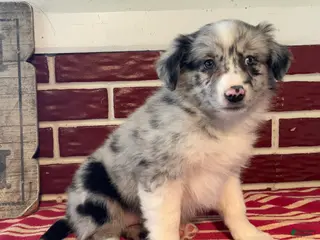 Mixed Breed dogs Missie - Ad 7