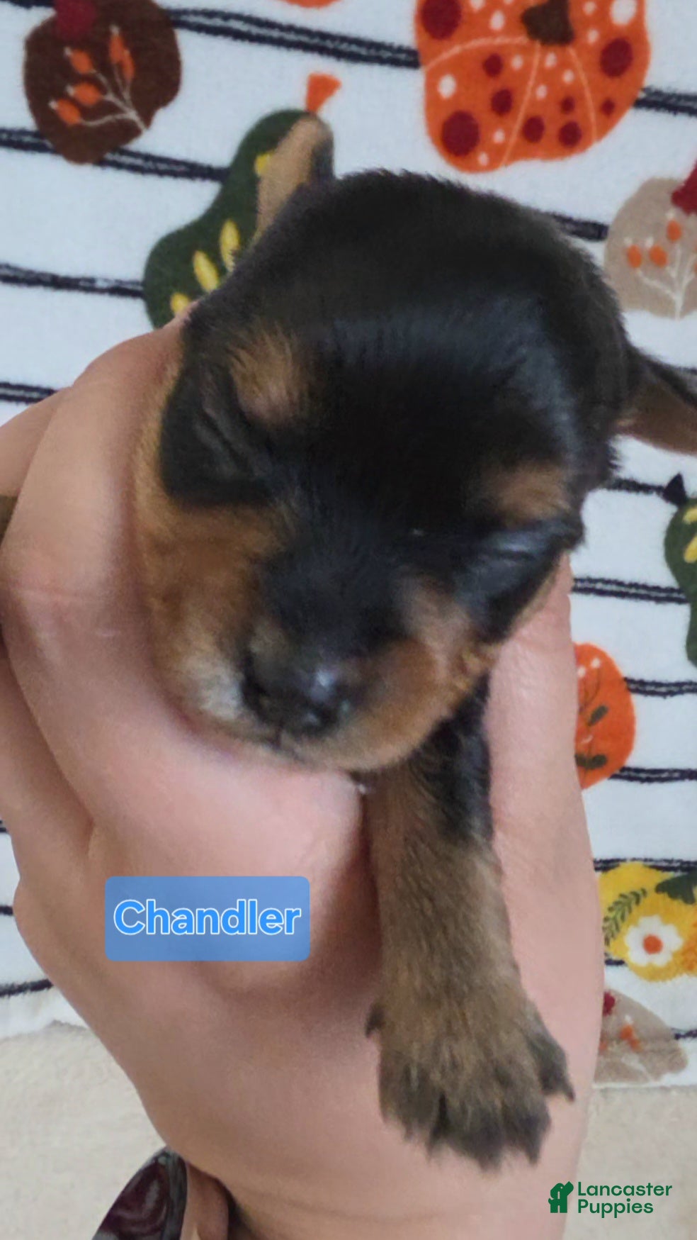 Yorkshire Terrier dogs Chandler - Ad 4