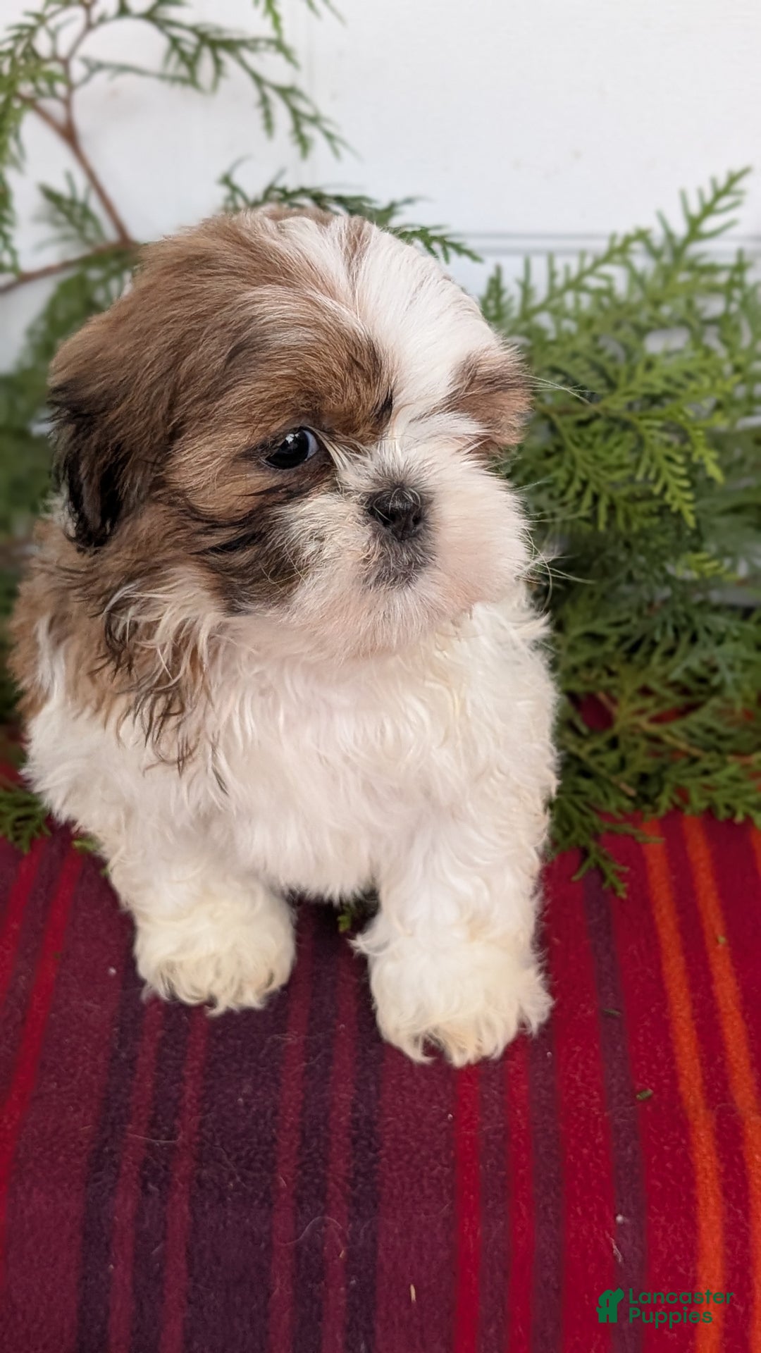 Shih Tzu dogs for sale: Bandit - Ad 3