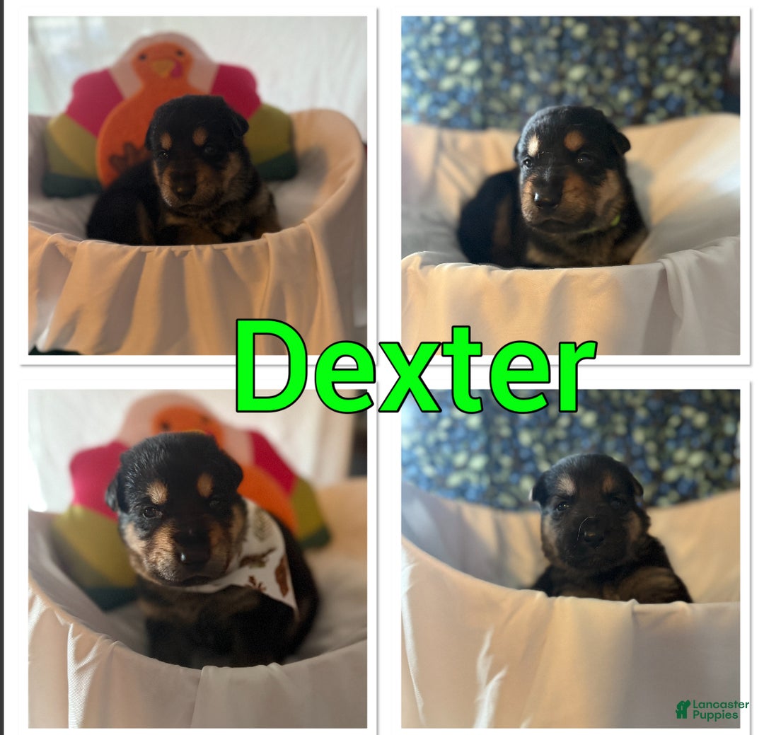 German Shepherd dogs for sale: German Shepherd Puppy 7 - Ad 10