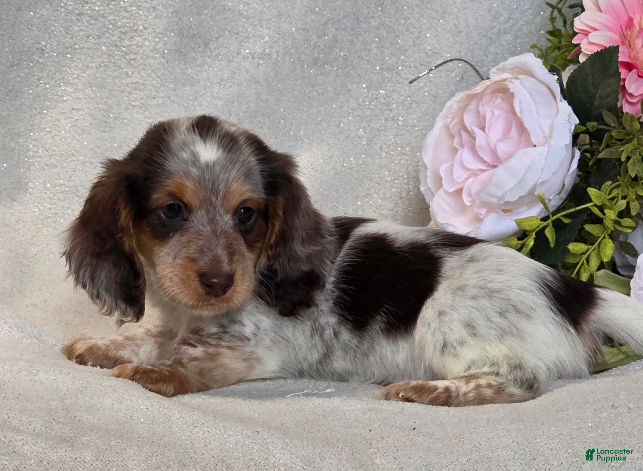 Miniature Dachshund dogs Ryder - Ad 2