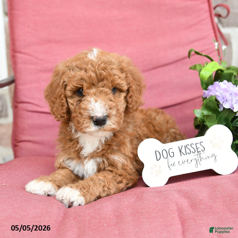 Miniature Poodle dogs for sale: Lilac - Ad 3