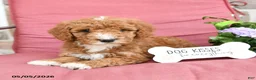 Miniature Poodle dogs for sale: Lilac - Ad 1
