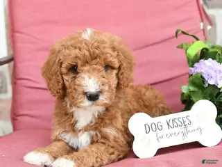 Miniature Poodle dogs for sale: Lilac - Ad 3