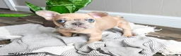 French Bulldog dogs for sale: Lisbon - Ad 3