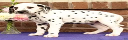 Dalmatian dogs for sale: Hannah - Ad 6