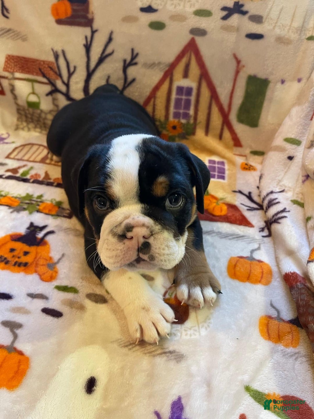 English Bulldog dogs for sale: English Bulldog Puppy 5 - Ad 26