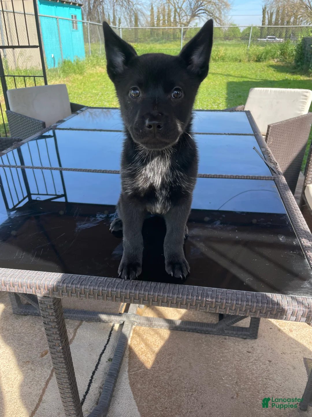 Mixed Breed dogs for sale: Skunk - Ad 1