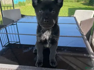 Mixed Breed dogs Skunk - Ad 17