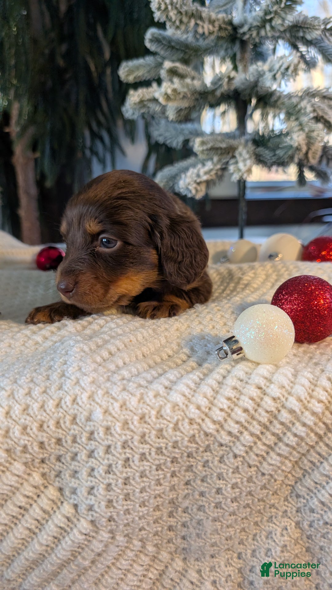 Miniature Dachshund dogs for sale: Ivy - Ad 7