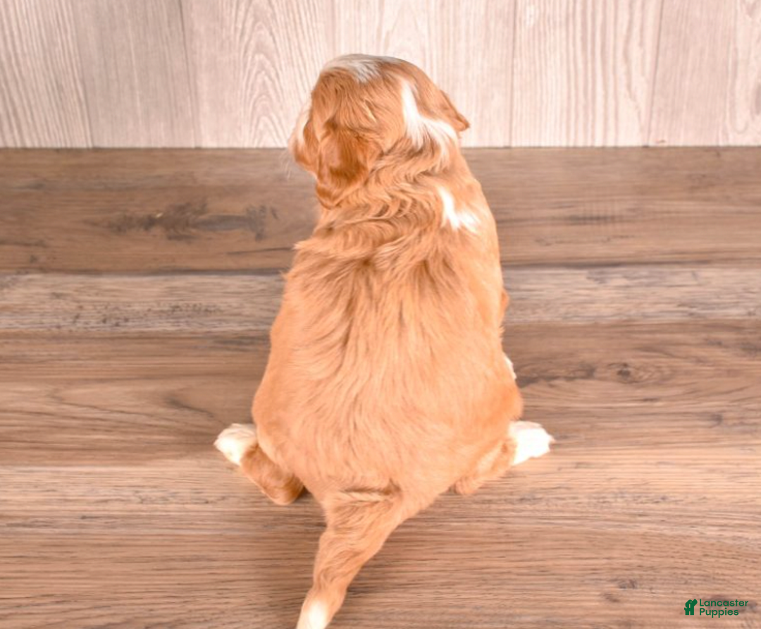 Cavapoo dogs for sale: Tessa - Ad 3