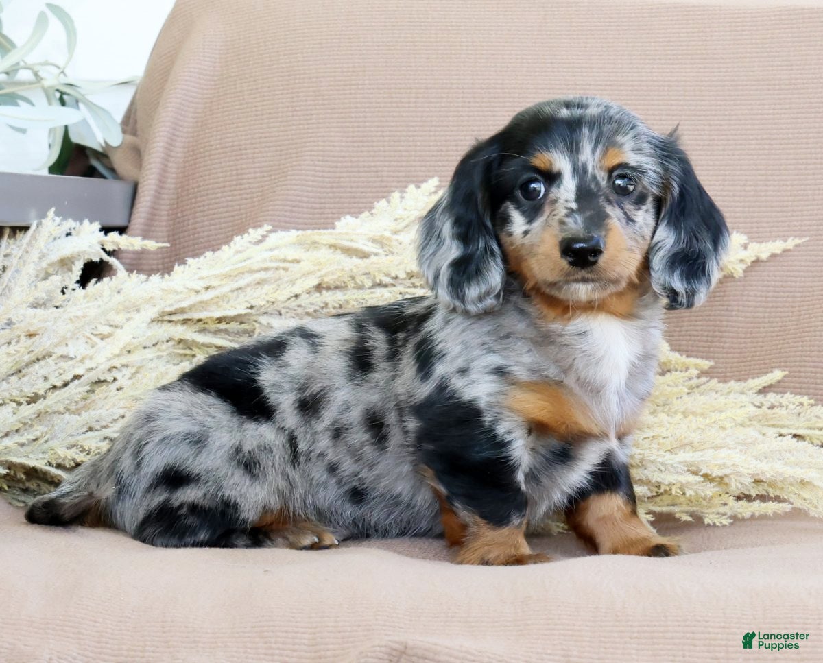 Miniature Dachshund dogs for sale: Leo - Ad 1